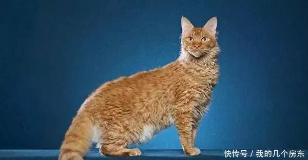 『价格』和这些猫比起来,布偶猫的价格,可真是亲民啊