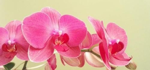  「营养」买回来的蝴蝶兰养着养着花朵就枯了，根部还生霉了是怎么回事？