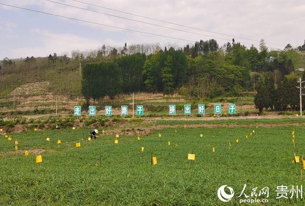  『辣椒』贵州大方：“五一”不休假全力以赴做好“菜篮子”工程