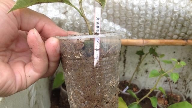  #花团锦簇#阳台种花选这5种，一棵一分钱，一次开100朵，花团锦簇阳台成花海