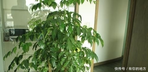  「幸福树」客厅养上“2种花树”，大气上档次，关键聚财又养人，特别值得养