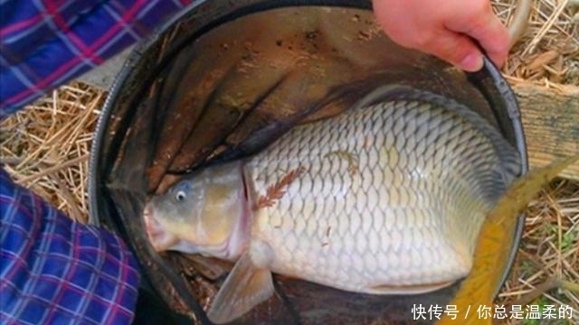 火爆■夏天一热,这鲤鱼饵才最火爆,千真万确,试过的人绝非等闲之辈