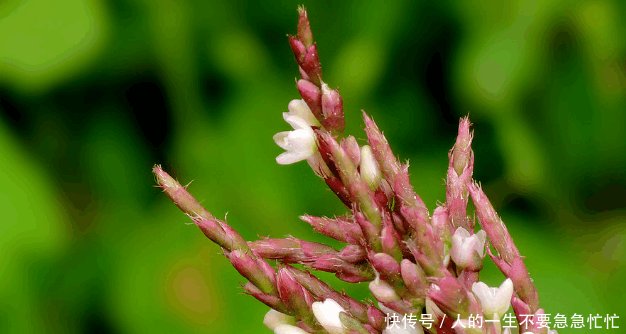 这种野草能让你徒手抓鱼, 而且天生就带辣味, 还能够防蚊虫