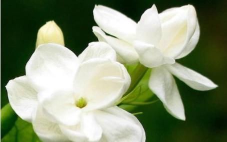  『养花』养花就养此款，花色美如胭脂，花开明朗干净，花色纯碎素雅，美