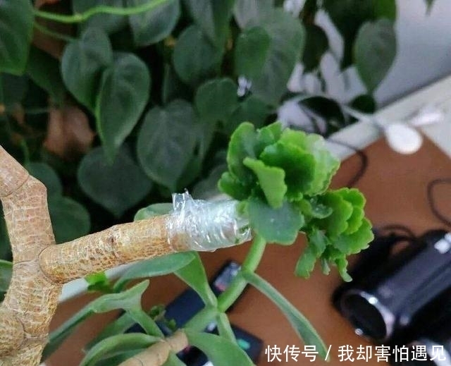 『漂亮』玉树长寿花是一对好搭档,将两者嫁接,开花量大花朵更漂亮