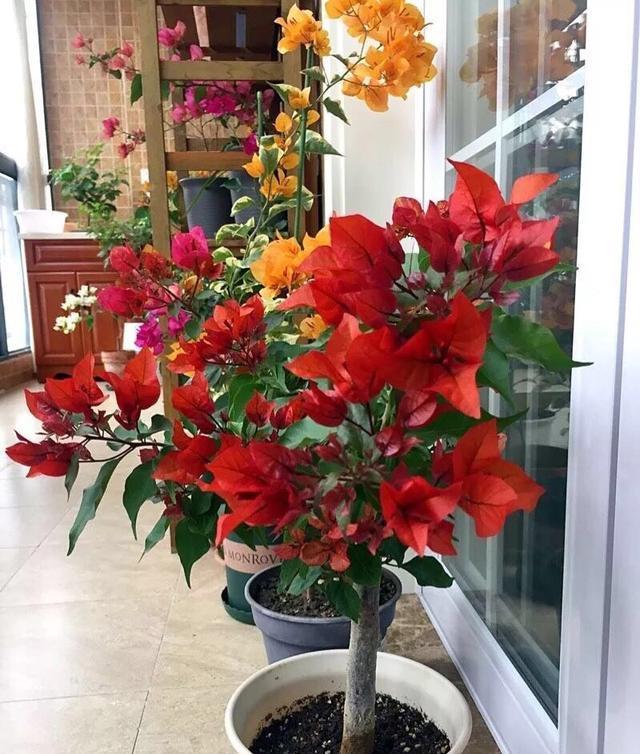 「开爆」怎样让三角梅快开花?除了要控水,还有一重点,小苗也能开爆盆