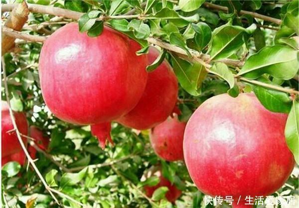 家里种|门前种3种树,家兴富三代,种错了,坏处多