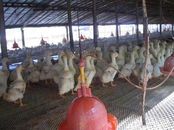 速成鸭能不能吃，不是造谣者说了算!