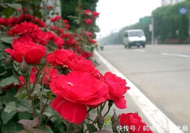  『城市』月季花开 骑行悠哉