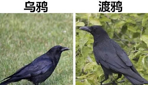  陶瓷杯@10对也许让很多人经常容易混淆的极其相似的事物