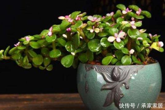  [叶子]金枝玉叶掉叶子是什么原因，如何救治？