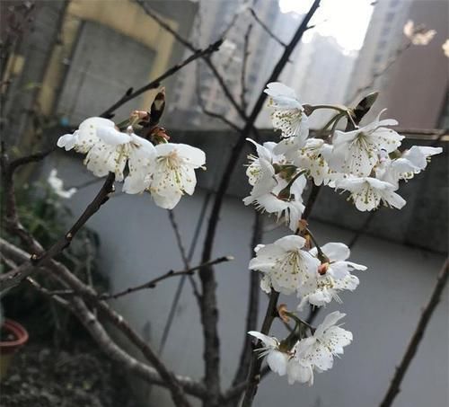  『邻居』她把阳台改种樱桃，年年结满果，把养花的邻居都羡慕了