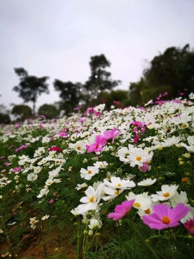  「充足的光照」容易开花、耐养、易繁殖的7种盆栽植物，光照充足的阳台多种几盆