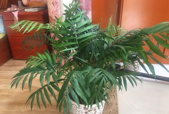  #绿萝#网红植物“凤尾竹”，能净化空气？别花冤枉钱，还不如养盆绿萝