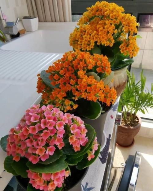  #图片作者#长寿开花不过瘾，学会1招，花苞多的能盖叶！