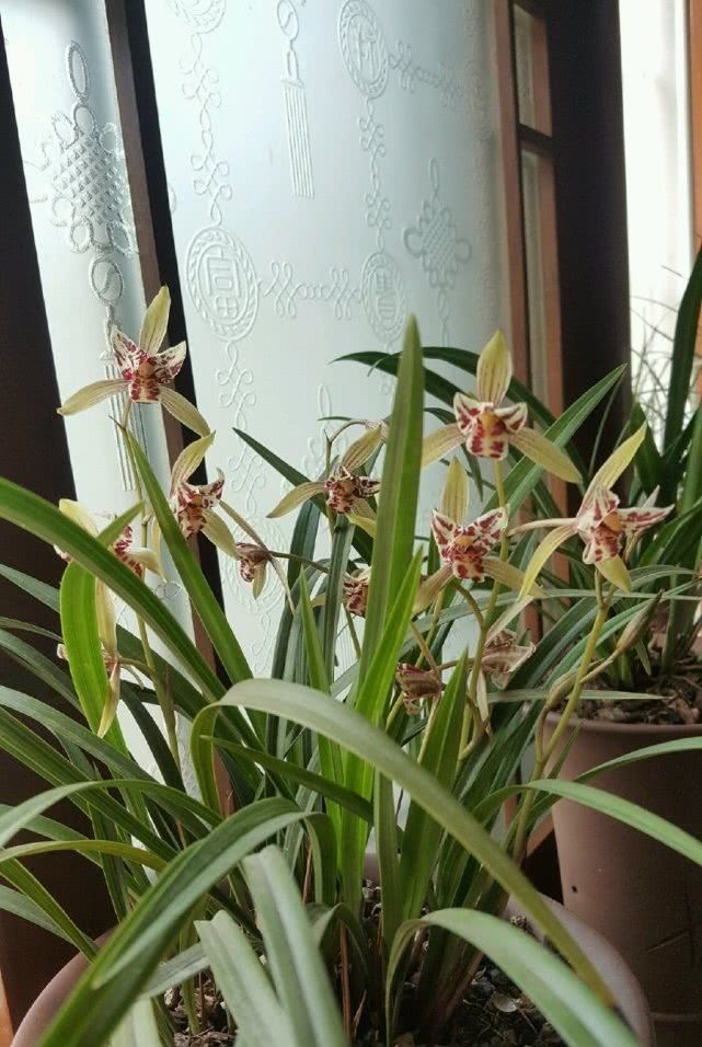  『适合』此兰花曾价格不菲，现在便宜又好养，开花勤快适合新手养！