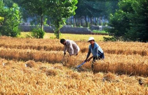 2019年农村又新增一项补贴了，费用比养老金还高，快去领取吧！