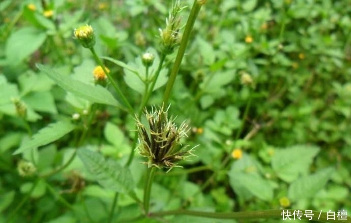  [小霸王]农村植物“小霸王”, 一株可结千颗籽, 过去当成害草,