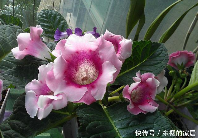  扦插■大岩桐“睡醒了”，不用种子也能繁殖！2个好方法学会一种就够了