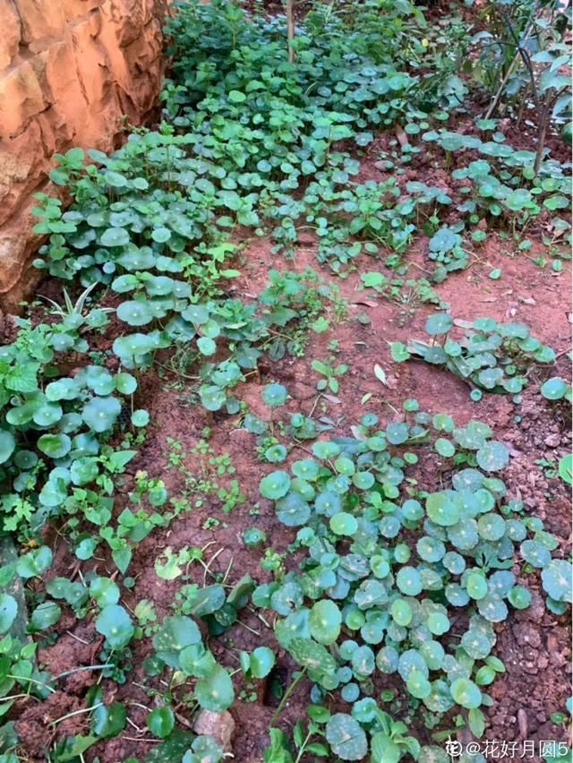 慎养■这花要慎养,每年砍掉3麻袋,照样蹭蹭长