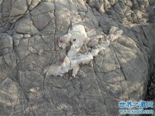 卫星拍到的真龙凤凰，其实只是冰川山脉形状像龙