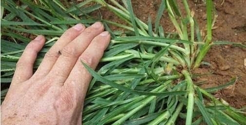  路边：农村路边一种杂草，农人看见就铲除，以后请保护，价值很