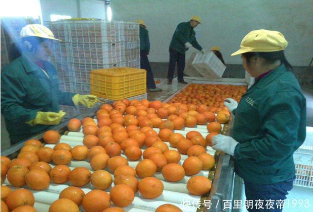  「价格」一人10天就卖了50吨，批发价高达6元，消费者：这次农民