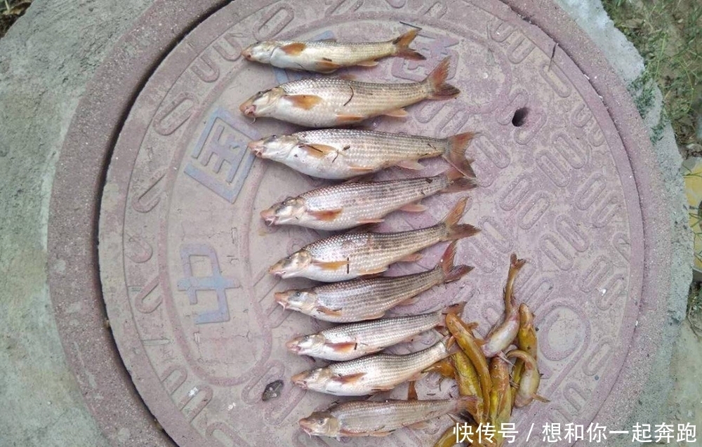 水流|俗称“水米子”,30年前江里很多,上岸后养不活,至今无法养殖