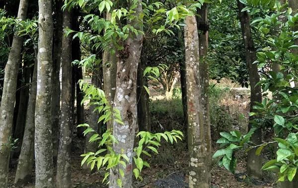  【沉香木】1克卖1万元？深山特有的树木，农民不种植，专家:农民