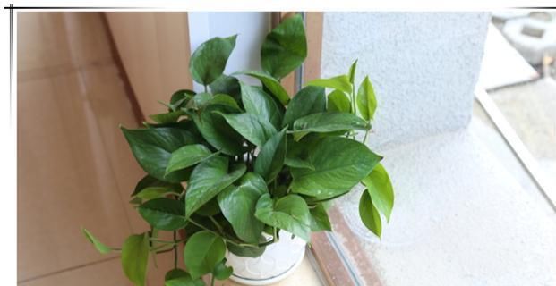 阿司匹林|想要绿萝长得绿油油,给它喂点“营养药”,7天爆成绿瀑布!