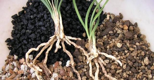  「种植」兰花根系怎么养？植料选择是关键，5种植料一篇看全
