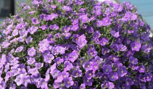 『夏季』阳台养上4种花,一年四季开花300多天,花大色艳,花开绚丽繁盛