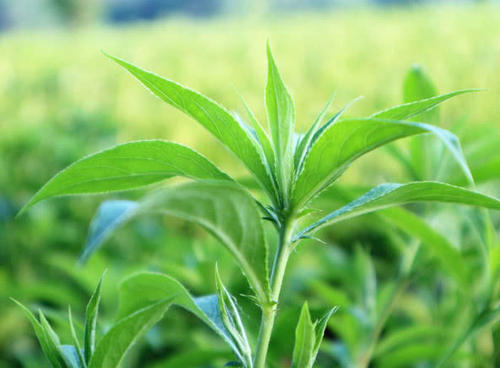 有种农作物曾经亩收入上万，一农民冒险种植六亩，最终结果如何？