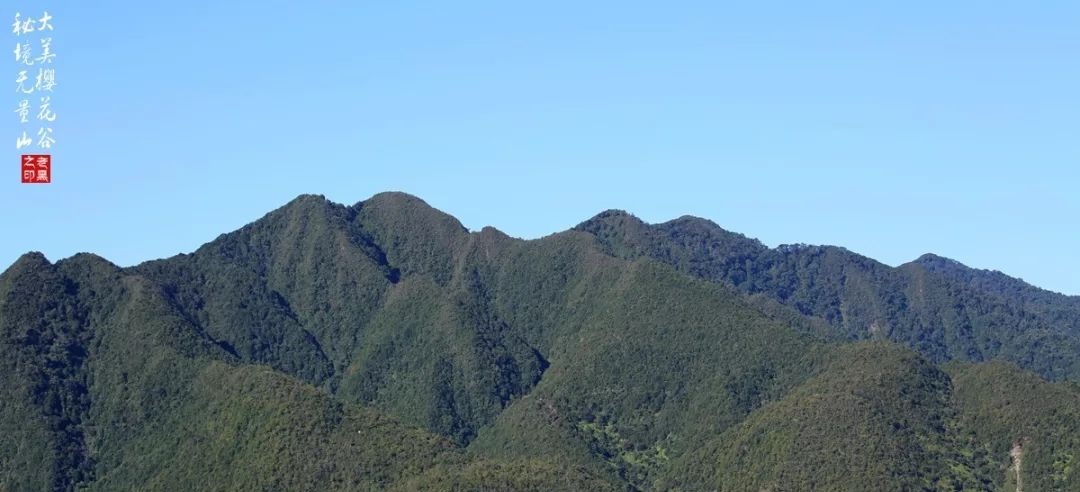 大美无量丨樱花谷的樱花又开了，未来20天，赏花正当时