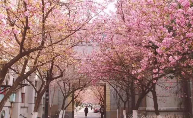 阳春三月,群芳争艳!来看西安这些“花花世界”的最佳踏春赏花指南