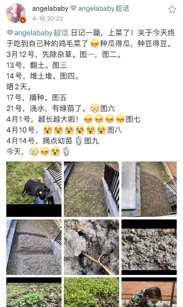  「蔬菜」明星都开始在家种菜了，你心动了吗？