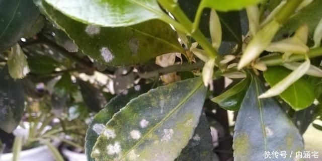 木质化|农村常见的庭院植物冬青卫矛,四季常绿观赏性高,如何管理呢?
