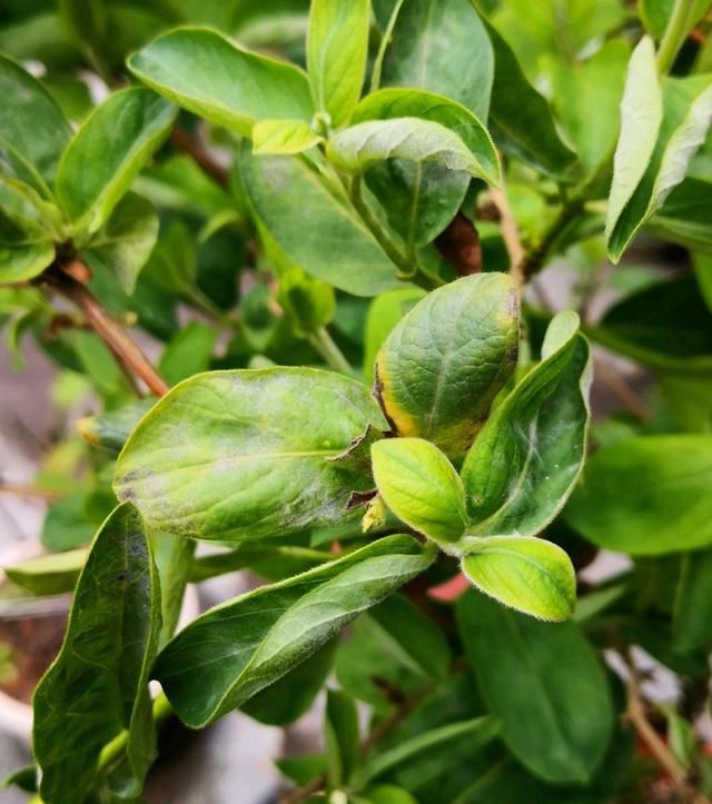  『农药』金银花盆栽的叶片一碰就掉叶？以为是浇水，结果是病，农药伺候吧