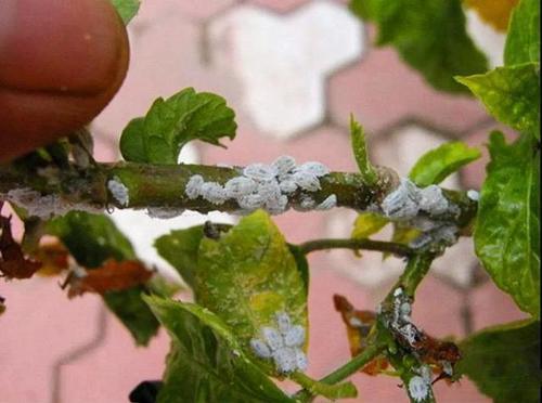 刺吸害虫真可恶，骚扰我家阳台上的花，看我如何治你！