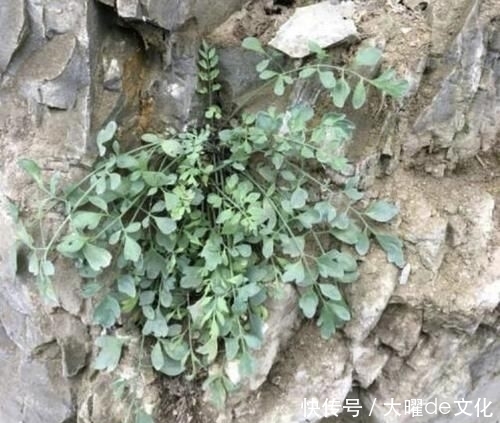  「值钱」珍贵的1种“野草”，能散发出“臭味”，其实很值钱，1斤“90元”