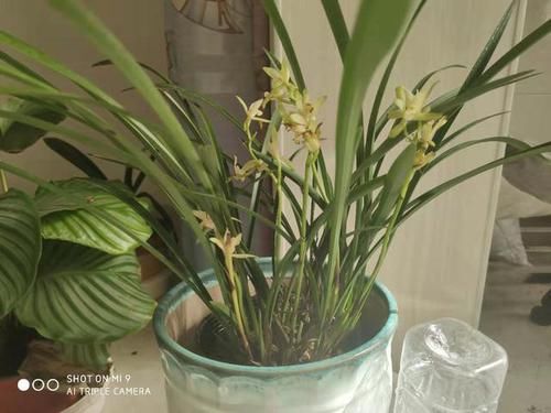  「矿泉水瓶」养兰花有妙招，一个矿泉水瓶倒着放，湿度大，根系旺，花满枝