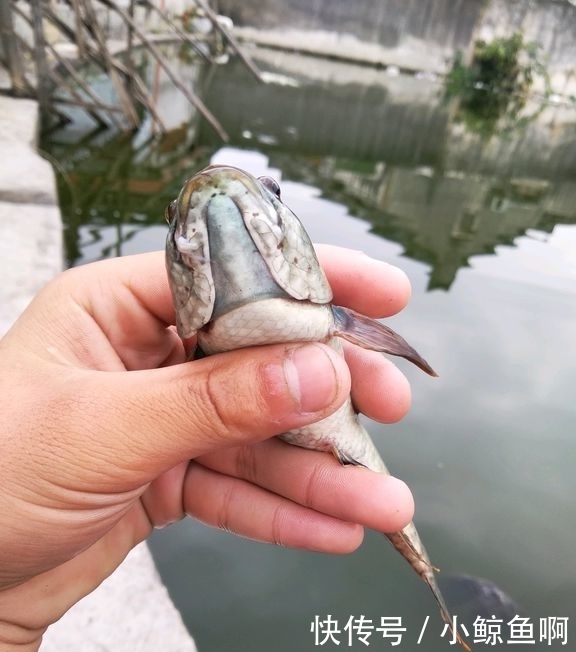 蛇头鱼入侵？广东多地现“蛇头鱼”，或因水质变好出现
