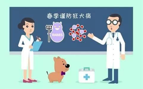 春季小动物不安分!近期犬伤就诊人数骤增,春