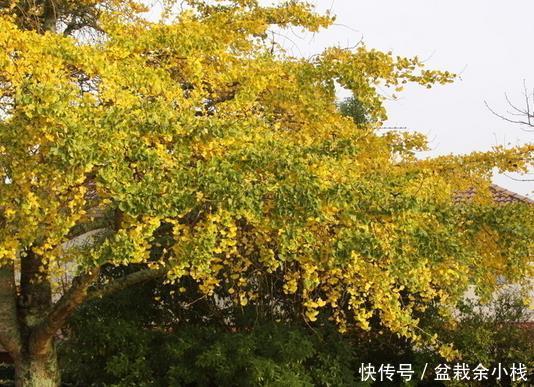  『银杏』这3种“盆景树”懂花人都在养，时间越长越值钱！都能变成传家宝