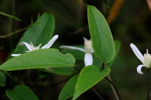  花钱：农村这种“祛风湿”植物好用不花钱，开着五瓣小白花，你