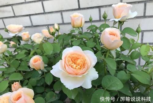  【名花】此款世界名花，开花漂亮，养护容易，是家庭盆栽佳品！