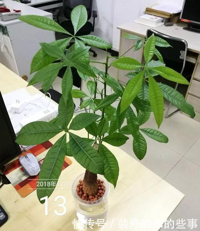 『花钱买』养花技巧:最难养的3种花,扦插100%活,下次别再花钱买啦