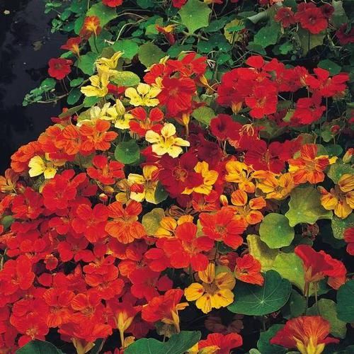  『金莲花』轻轻松松长满一大盆的金莲花，比铜钱草还好养
