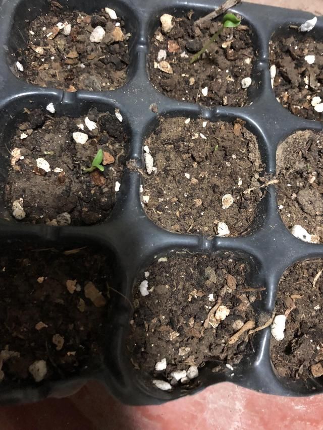 「没错」想要春天飞速爆盆的小草花，选大滨菊准没错，半月就开满盆！