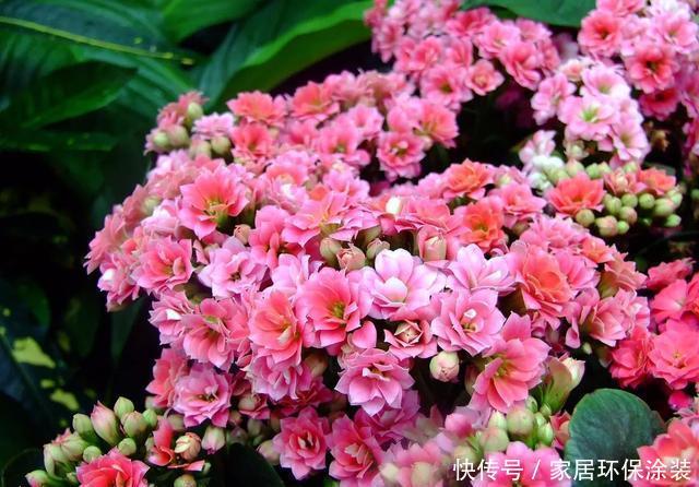  [长寿花]新手养花选3种，随便养养就爆盆，养起来太简单！